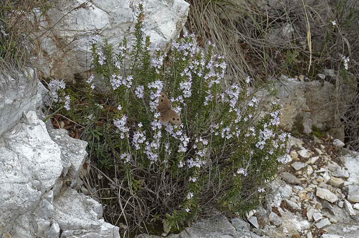 Satureja montana / Santoreggia montana